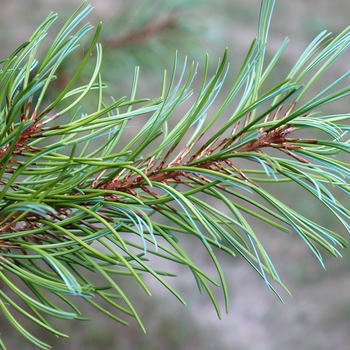 Pinus koraiensis 'Oculus Draconis' (035222)