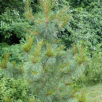 Pinus koraiensis 'Rowe Arboretum' (035225)