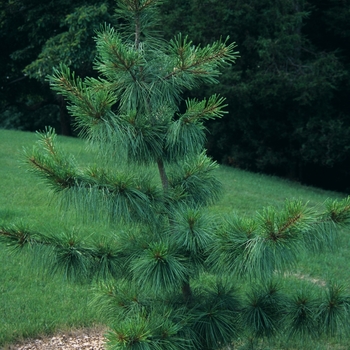 Pinus koraiensis 'Silveray' (035226)