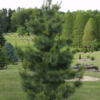 Pinus koraiensis 'Silveray' (035227)