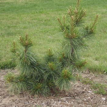 Pinus koraiensis 'Tabuliforis' (035229)