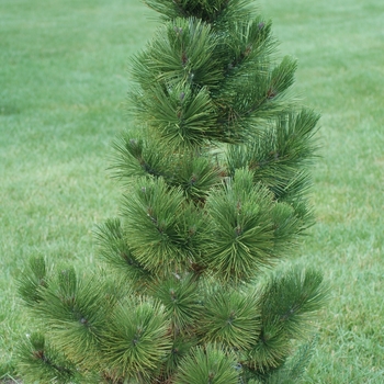 Pinus heldreichii var. leucodermis '' (035230)