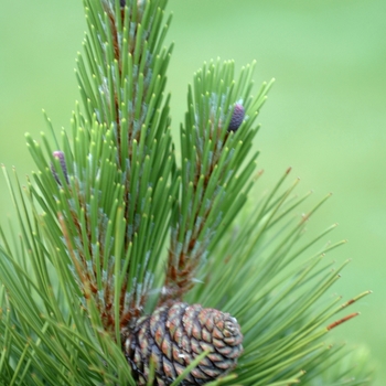 Pinus heldreichii var. leucodermis '' (035231)