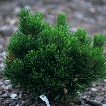 Pinus heldreichii (leucodermis) 'Schmidtii' (035234)