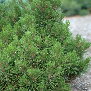 Pinus heldreichii (leucodermis) 'Schmidtii' (035235)