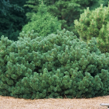 Pinus mugo '' (035238)