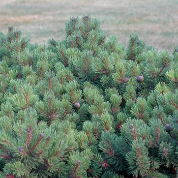 Pinus mugo 'Green Alps' (035245)