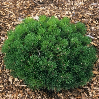 Pinus mugo 'Mitch Mini' (035247)