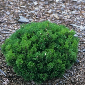 Pinus mugo 'Mitch Mini' (035248)