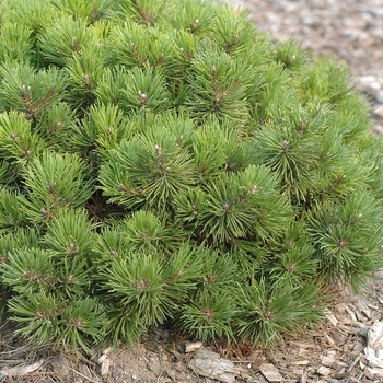Pinus mugo 'Mitch Mini' (035250)