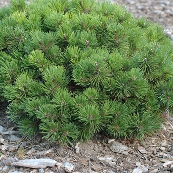 Pinus mugo 'Mitch Mini' (035251)