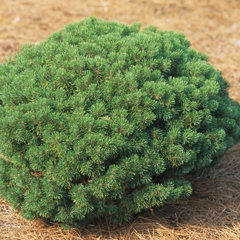 Pinus mugo 'Mops' (035252)