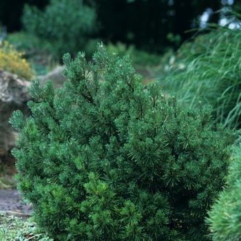 Pinus mugo 'Mops' (035253)