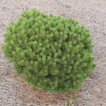 Pinus mugo 'Mops' (035254)