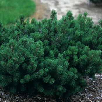 Pinus mugo 'Prostrata' (035255)