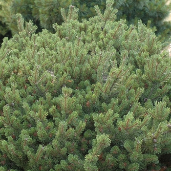 Pinus mugo 'Prostrata' (035256)