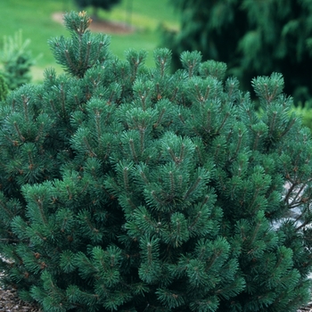 Pinus mugo 'Pudgy' (035258)