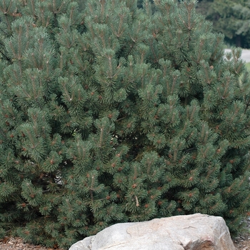 Pinus mugo 'Pudgy' (035259)