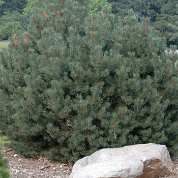 Pinus mugo 'Pudgy' (035260)