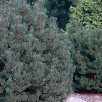 Pinus mugo 'Pudgy' (035261)
