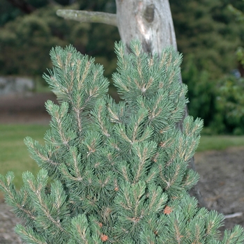 Pinus mugo 'Pudgy' (035262)
