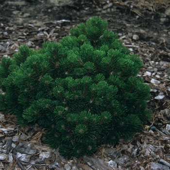 Pinus mugo 'Sherwood Compact' (035264)