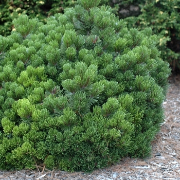 Pinus mugo 'Sherwood Compact' (035265)