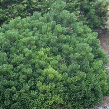 Pinus mugo 'Sherwood Compact' (035266)