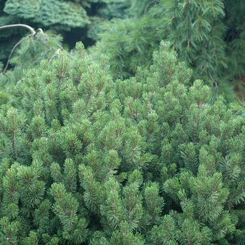 Pinus mugo 'Slowmound' (035267)
