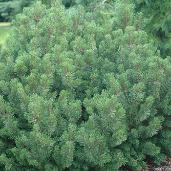 Pinus mugo 'Slowmound' (035268)