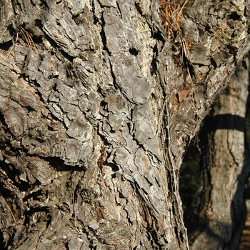 Pinus nigra '' (035273)