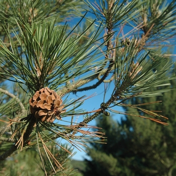 Pinus nigra '' (035274)