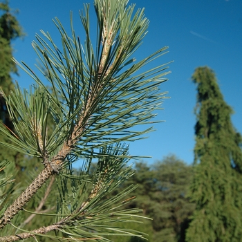 Pinus nigra '' (035275)