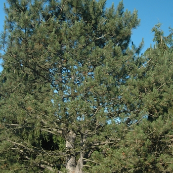 Pinus nigra '' (035276)