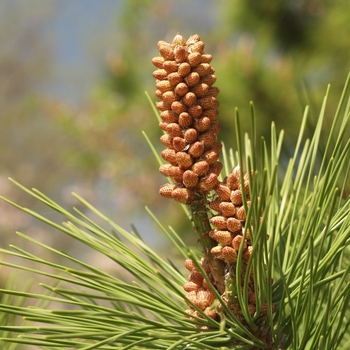 Pinus nigra '' (035277)
