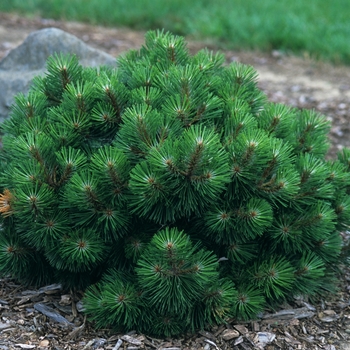 Pinus nigra 'Helga' (035282)