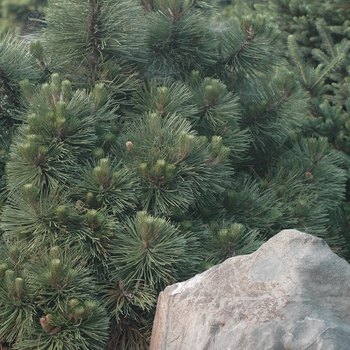 Pinus nigra 'Helga' (035283)