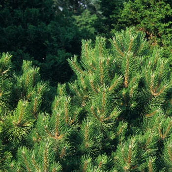 Pinus nigra 'Hornbrookiana' (035285)