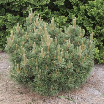 Pinus nigra 'Hornbrookiana' (035286)