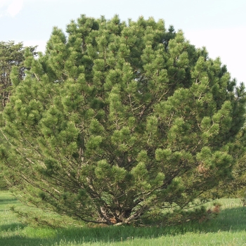Pinus nigra var. caramanica '' (035290)