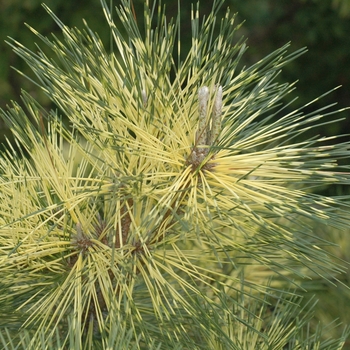 Pinus densiflora x thunbergii 'Beni Kujaka' (035291)