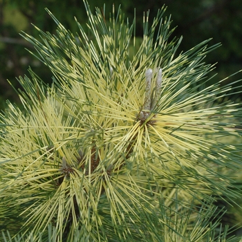 Pinus densiflora x thunbergii 'Beni Kujaka' (035292)