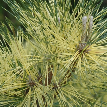 Pinus densiflora x thunbergii 'Beni Kujaka' (035293)