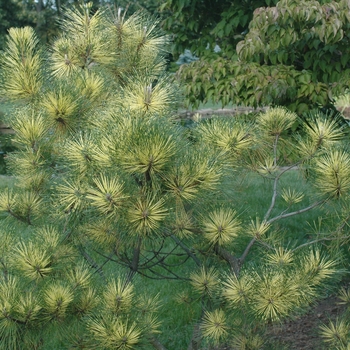 Pinus densiflora x thunbergii 'Beni Kujaka' (035295)