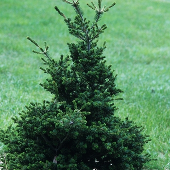 Pinus parviflora 'Adcock's Dwarf' (035296)