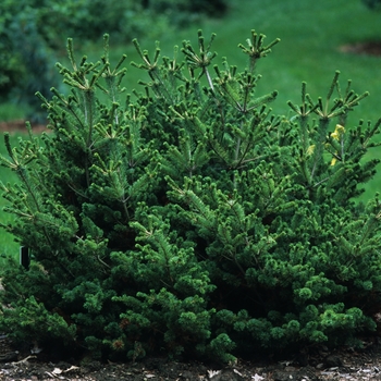 Pinus parviflora 'Adcock's Dwarf' (035297)