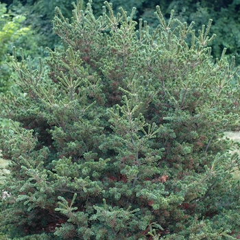 Pinus parviflora 'Adcock's Dwarf' (035298)