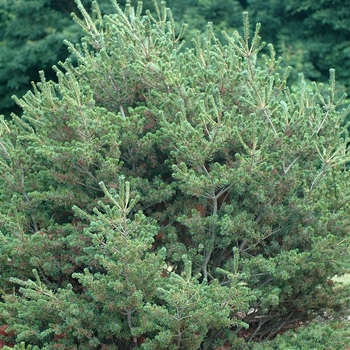 Pinus parviflora 'Adcock's Dwarf' (035299)
