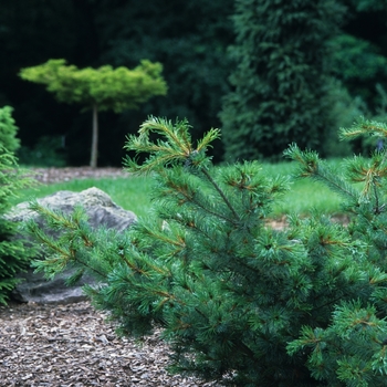 Pinus parviflora 'Bergman' (035300)