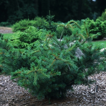 Pinus parviflora 'Bergman' (035301)